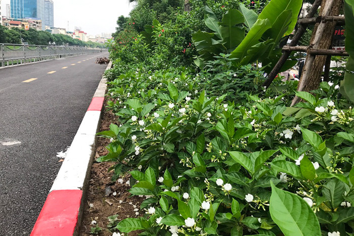 Có câu ca dao rằng: “Chẳng thơm cũng thể hoa nhài. Dẫu không thanh lịch cũng người Tràng An”.