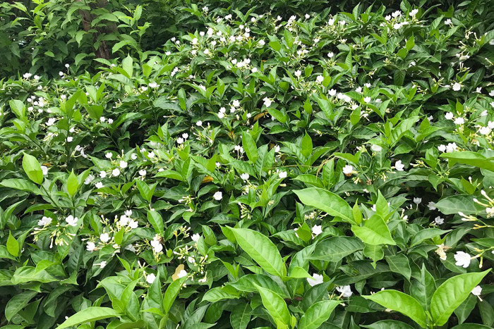 Tầng cây bụi ở dưới cùng được trồng bằng hoa Nhài, cho hoa nở trắng rộ và đưa hương thơm nhẹ cuốn hút mỗi người khách lữ hành đi qua đây.