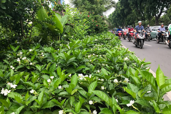 Nhiều người di chuyển qua đây cho biết, cảm thấy hương thơm hoa nhài dịu dàng, nồng đượm làm thấy người dễ chịu bớt mệt nhọc những ngày nắng nóng.