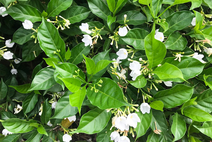 Trong Đông y, hoa nhài có tác dụng giảm căng thẳng.