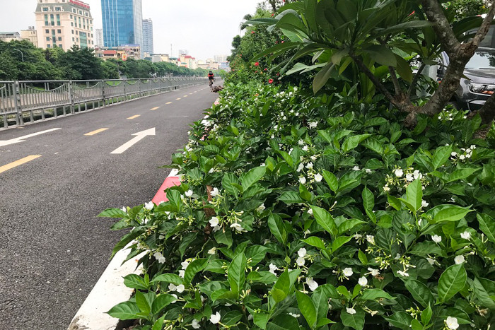 Hình ảnh của hoa nhài từ lâu đã gắn bó với vẻ đẹp thanh lịch của đất và người Hà Nội.