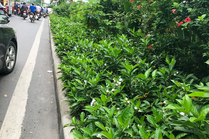 Những ngày này, dọc đường đi bộ ven sông Tô Lịch hoa nhài nở rộ như những bông tuyết trên thảm lá xanh mướt. Đâu đó thoang thoảng hương hoa khiến nhiều người qua đây cảm thấy thư thái, dễ chịu.