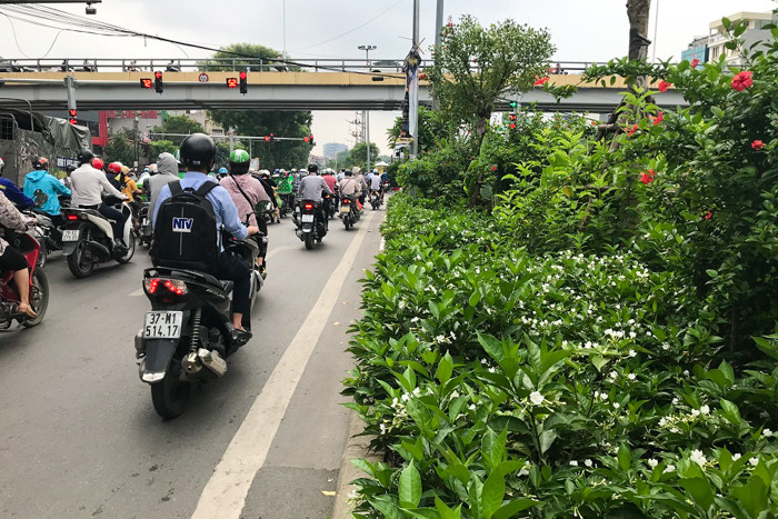 Hoa Nhài toả hương thơm đặc biệt và dịu nhẹ, nhất là vào ban đêm