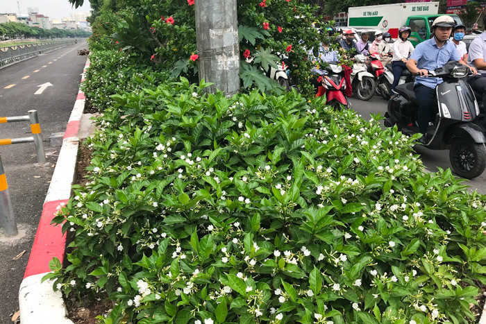 Thời gian này hoa nhài nở rộ nên mỗi lần đi qua đoạn này hương hoa thoang thoảng thanh khiết làm quyến rũ, mê hoặc dễ chịu vô cùng nhất là làm át mùi từ sông Tô Lịch bốc lên.