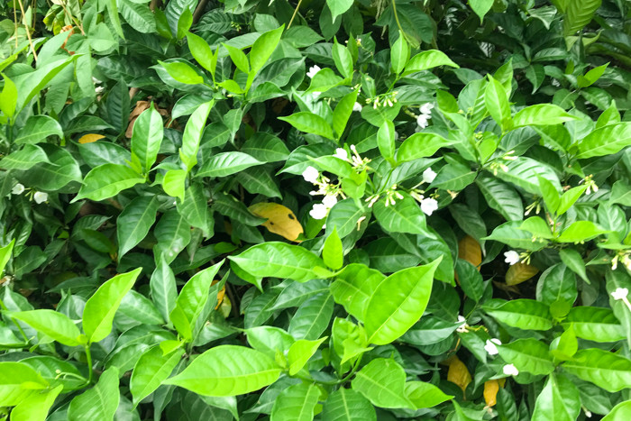 Tuyến đường đi bộ ven sông Tô Lịch nằm trong dự án xén mở rộng đường Láng đoạn từ Cầu Giấy đến Ngã Tư Sở (quận Đống Đa) với tổng chiều dài khoảng 4km và được trồng 3 tầng cây xanh.