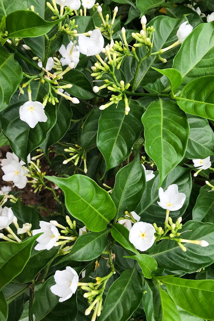 Câu ca dao trên đã đi sâu vào tiềm thức của nhiều người và trở thành hình ảnh đại diện cho một cốt cách thanh lịch của con người đất Kinh Kỳ.