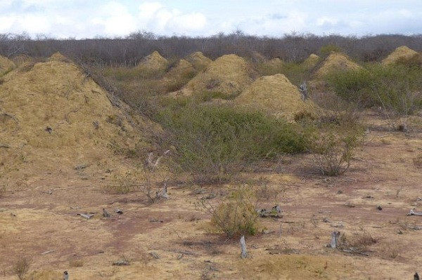Vùng đất có khoảng 200 triệu gò đất hình nón nằm ở đông bắc Brazil, mỗi gò cao 2,5 mét, rộng 9 mét ở chân gò và bao phủ tổng diện tích 230.000km vuông. Các gò đất không phải những tổ mối riêng lẻ mà là một bãi tập kết, nơi mối thợ đổ đất và vật liệu khác đào được để tìm kiếm thức ăn suốt thiên niên kỷ.