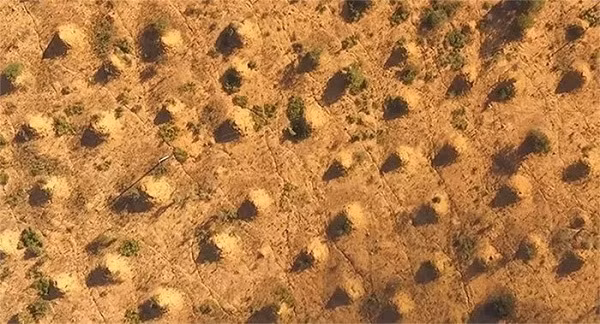 Hình ảnh chụp từ vũ trụ cho thấy siêu tổ mối khổng lồ trải rộng trên diện tích lớn bằng nước Anh được xây dựng từ 3.820 năm trước vẫn còn tồn tại cho tới ngày nay. Công trình của loài sinh vật nhỏ bé này khiến con người không khỏi ngạc nhiên.