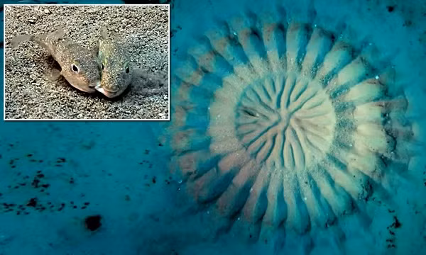 Cá nóc Nhật Bản đực thuộc chi Torquigener là những nghệ sĩ thực thụ trong thế giới tự nhiên, cứ công trình kiến trúc tuyệt vời mà chúng tạo nên là hiểu. Chúng dành 7 ngày để xây dựng công trình phức tạp hình tròn này dưới đáy biển nhằm gây ấn tượng với con cái.