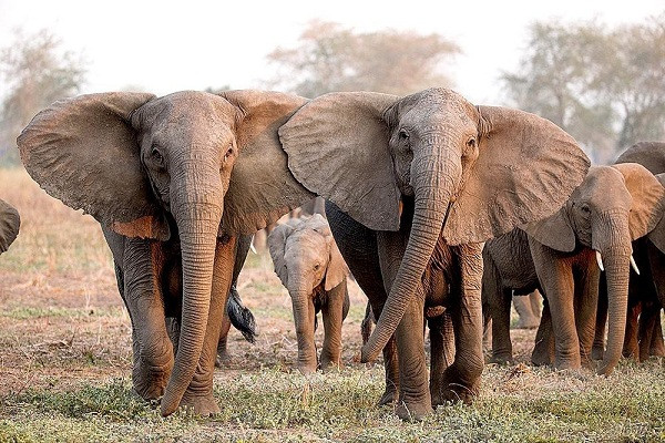Voi châu Phi là động vật trên cạn lớn nhất thế giới, khi trưởng thành có thể dài 9,1 m và nặng 7,5 tấn. Bạn có thể đến Botswana (Nam Phi), Tanzania, Nam Phi, Gabon, Zambia...để chiêm ngưỡng loài voi này -hiện đang bị đe dọa bởi nạn săn trộm lấy ngà.