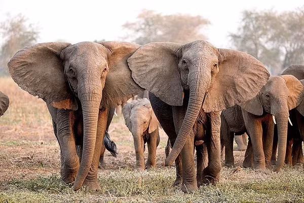 Voi châu Phi là động vật trên cạn lớn nhất thế giới, khi trưởng thành có thể dài 9,1 m và nặng 7,5 tấn. Bạn có thể đến Botswana (Nam Phi), Tanzania, Nam Phi, Gabon, Zambia...để chiêm ngưỡng loài voi này -hiện đang bị đe dọa bởi nạn săn trộm lấy ngà.