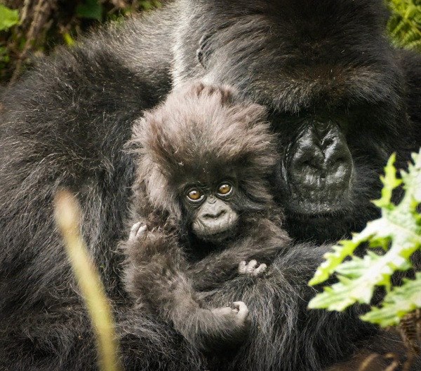 Chúng được tìm thấy còn số lượng khá ít trong các khu rừng rậm ở Cộng hòa Dân chủ Congo, Uganda và Rwanda. Một phân loài khác của chúng là khỉ đột núi được tìm thấy tại công viên quốc gia Bwindi được coi là bất khả xâm phạm ở Uganda.