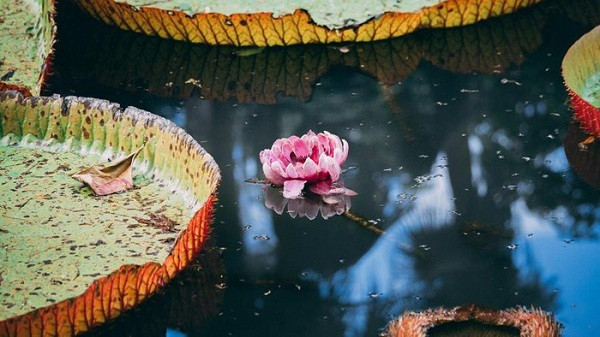 Một bông hoa có đường kính rộng 3 m và có thể nặng đến 50 kg, nghe thì có vẻ vô lý nhưng lại có thật. Ở Nam Mỹ, Guyana (thuộc Pháp) là quê hương của những loài hoa khổng lồ, trong đó có hoa loa kèn nước.