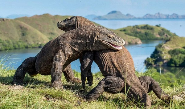 Rồng Komodo được cho là vẫn giữ được ngoại hình như khủng long tiền sử với chiều dài trung bình 3 m và nặng 140 kg. Để tận ngắm sinh vật quý hiếm này chỉ có cách duy nhất là đến Công viên quốc gia Komodo, Di sản Thế giới của UNESCO tại Indonesia.