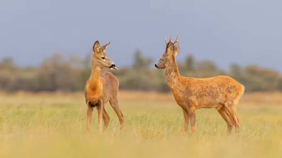 Một chú hoẵng đang lè lưỡi với đồng loại ở Estonia.
