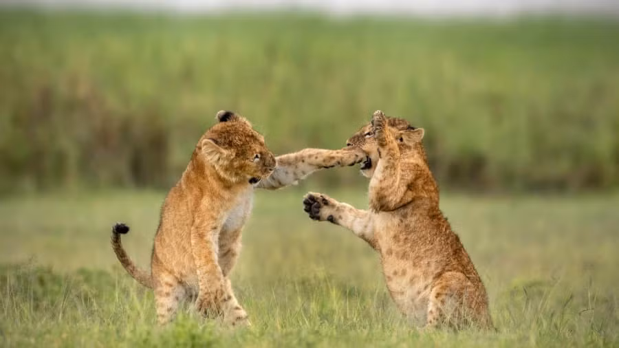 Những chú sư tử con đang tập boxing giữa đồng cỏ.