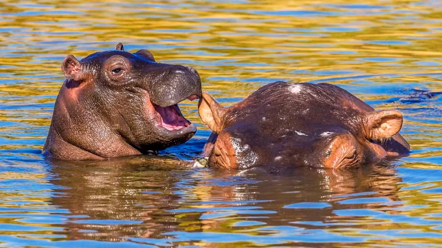 Vẻ đẹp của tình mẫu tử trong thiên nhiên được thể hiện trong bức ảnh này. Một chú hà mã con đang tâm sự, thủ thỉ vào tai mẹ ở Masai Mara, Kenya.