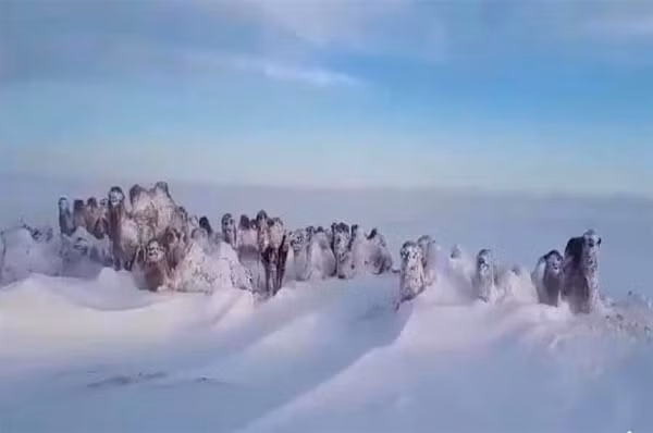 Bão tuyết ở Umnugobi, Mông Cổ.