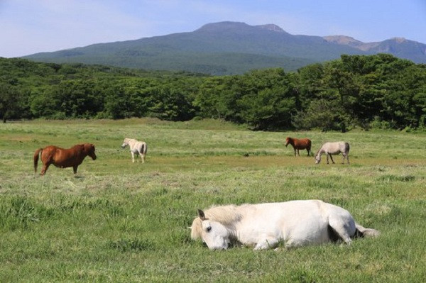 Tuy nhiên khác với đa phần các giống ngựa, nhìn thì ''đẹp mã'' là vậy nhưng loài ngựa lùn Jeju nổi tiếng với tính cách lười biếng và vô cùng...mê gái.