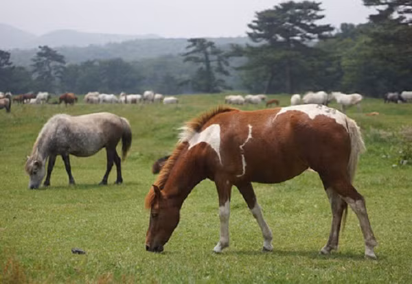 Sở hữu ngoại hình có khá nhiều nét tương đồng với giống ngựa lùn Mông Cổ, ngựa lùn đảo Jeju có chiều cao ''khiêm tốn'' thậm chí là thấp.