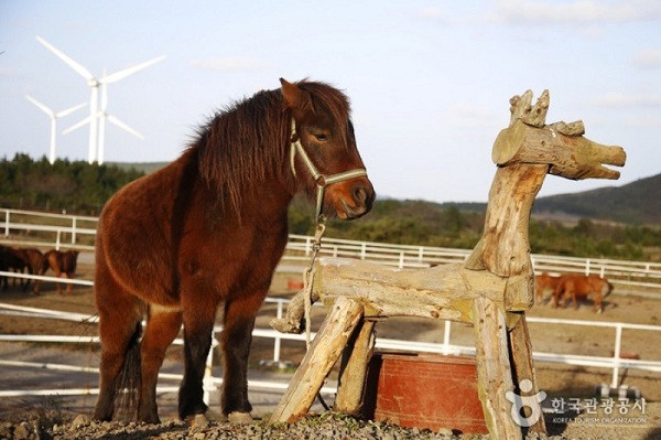 Để thúc giục những chú ngựa này làm việc, người dân không đánh đập, cũng không thể dỗ dành bằng đồ ăn mà phải tận dụng những con ngựa cái.