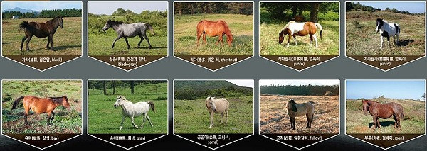 Ngựa Jeju có nhiều loại khác nhau, mỗi loại khác nhau được xác định tùy thuộc vào màu lông của chúng như lông đen, trắng, nâu nhạt, pha hai màu,...