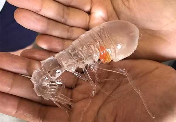 Bức ảnh thu hút đông đảo sự chú ý bởi diện mạo vô cùng kỳ lạ của con vật được cho là tôm. Nó có cơ thể hoàn toàn trong suốt, có thể nhìn xuyên vào nội tạng, chân của sinh vật này cũng không hề có màu.