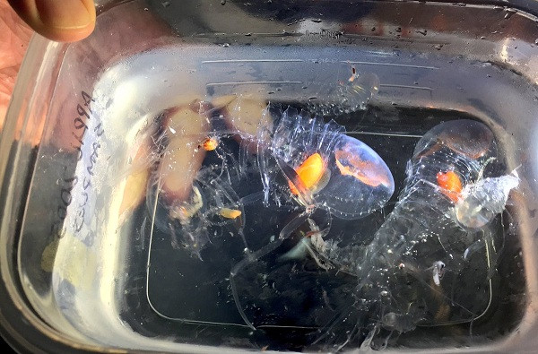 Nhiều người cho rằng sinh vật trong suốt kỳ dị này chẳng khác nào một quả bóng đầy nước.