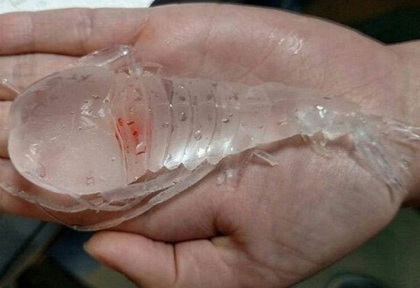 Insight đưa tin, những ngày gần đây, cư dân mạng truyền tay nhau hình ảnh một sinh vật kỳ lạ có màu trong suốt kèm dòng caption: "Con tôm trong suốt ở vùng nước sâu Nhật Bản".