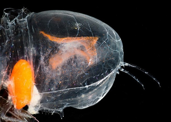 Nếu nhìn bằng mắt thường dưới nước, khó mà có thể thấy được Cystisoma, trừ nội tạng có màu đỏ cam của chúng. Đa phần hình ảnh của nó có thể thu được là nhờ vào đèn flash của ống kính máy chụp hình.