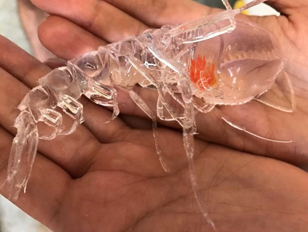 Với lợi thế là cơ thể trong suốt, Cystisoma có biệt tài lẩn trốn và né tránh kẻ thù cực ''đỉnh''.