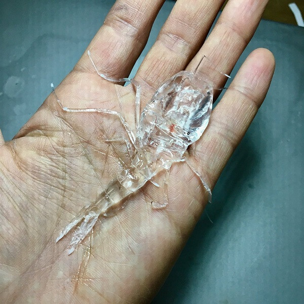 Sinh vật này có tên khoa học là Cystisoma, là bậc thầy trong việc cải trang và tiến hóa khả năng này phụ thuộc vào độ sâu mà nó sinh sống.