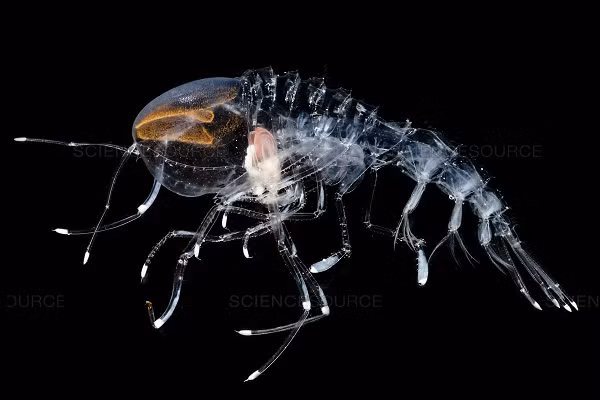 Kích thước trung bình của chúng cũng nhỏ hơn tôm bình thường nên không khó để sinh vật này trở nên "vô hình" dưới đại dương, thách thức các lòi động vật dưới đại dương.