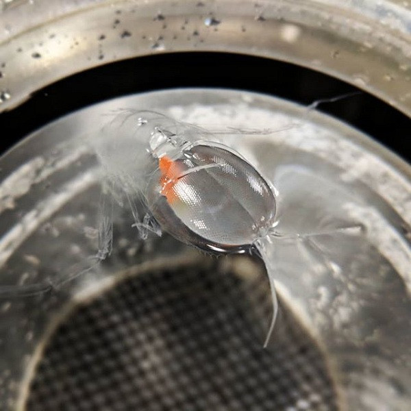 Khi thả Cystisoma dưới nước, chỉ thấy được phần nội tạng màu cam lơ lửng.