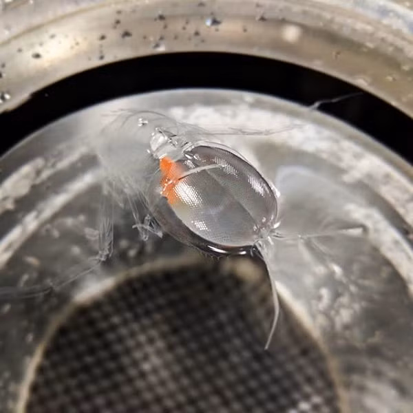 Khi thả Cystisoma dưới nước, chỉ thấy được phần nội tạng màu cam lơ lửng.