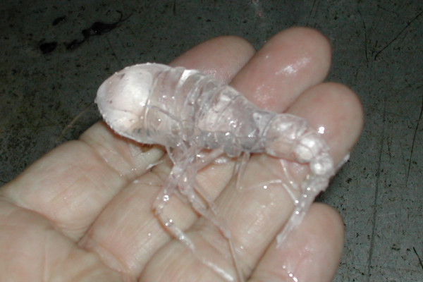 Thực chất những bức ảnh này đã xuất hiện trên mạng xã hội Trung Quốc từ năm 2017. Sinh vật trong ảnh chẳng phải ''yêu quái phương nào'' mà thực chất là một phân loài động vật giáp xác biển.