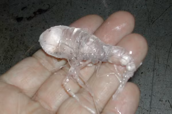 Thực chất những bức ảnh này đã xuất hiện trên mạng xã hội Trung Quốc từ năm 2017. Sinh vật trong ảnh chẳng phải ''yêu quái phương nào'' mà thực chất là một phân loài động vật giáp xác biển.