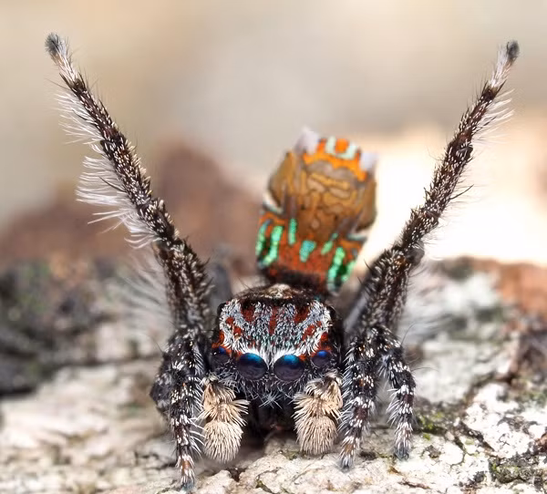 Các chuyên gia cho biết, loài nhện có hoa văn giống tranh của Van Gogh sẵn sàng ăn thịt con đực nếu không ưng ý màn "tỏ tình" của các chàng.