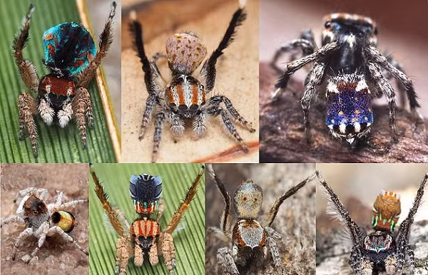 Loài nhện kỳ lạ này dài không quá 4mm, được phát hiện ở Vườn quốc gia Little Dessert (Úc). 6 con khác trong chi Maratus mà Schubert tìm ra lần này được đặt tên lần lượt là Maratus azureus, Maratus laurenae, Maratus noggerup, Maratus suae, Maratus volpei và Maratus inaquosus.