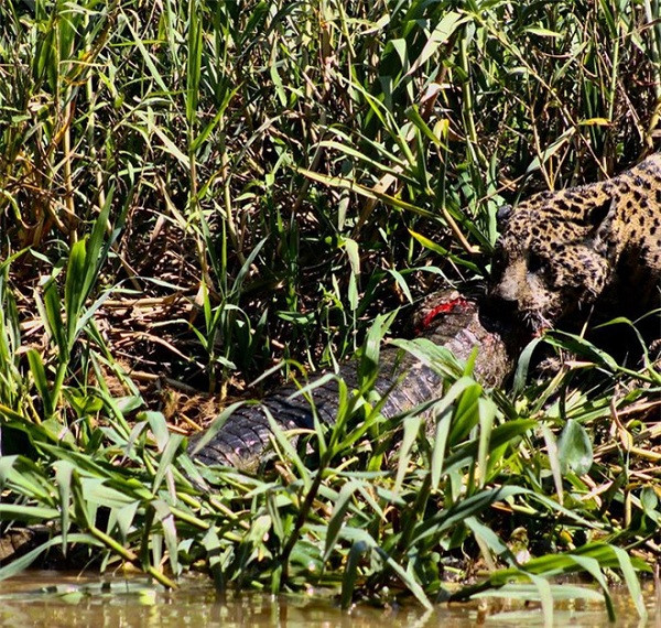 Hai kẻ săn mồi ở vùng đầm lầy tiếp tục chiến đấu, nhưng dường như báo đốm có lợi thế hơn hẳn khi đã ngoạm chặn cổ đối phương.