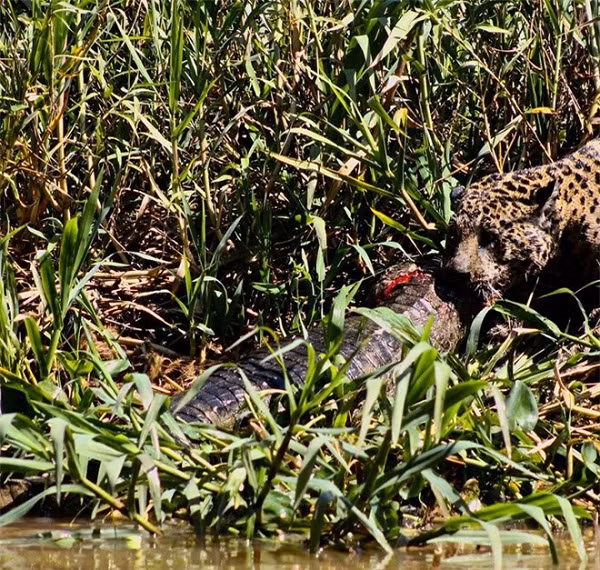 Hai kẻ săn mồi ở vùng đầm lầy tiếp tục chiến đấu, nhưng dường như báo đốm có lợi thế hơn hẳn khi đã ngoạm chặn cổ đối phương.