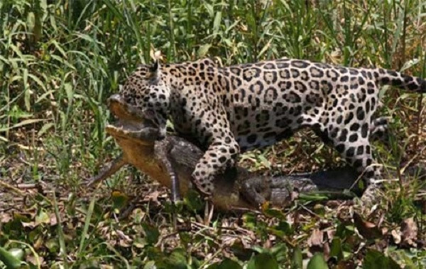 Trận chiến giữa báo đốm "chột" và cá sấu kết thúc "chóng vánh".