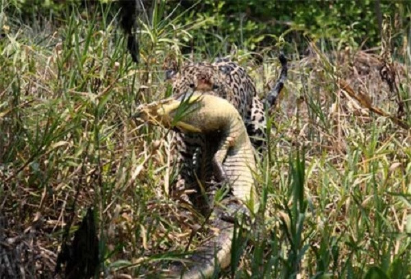 Báo đốm Mick lặng lẽ tha con mồi vào rừng và thưởng thức bữa trưa ngon lành.