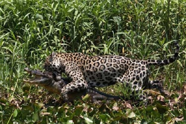 Mick có thừa kinh nghiệm và kỹ năng trong việc săn cá sấu. Và con mồi này cũng nhanh chóng gục ngã trước báo đốm như những nạn nhân trước đó.