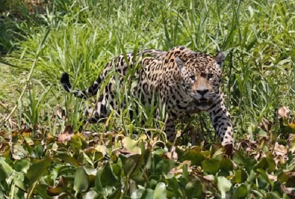 Báo đốm châu Mỹ được người dân địa phương gọi là Mick với đôi mắt mù một bên do cuộc đại chiến với cá sấu trước đây. Con báo đốm 6 năm tuổi này lại một lần nữa liều lĩnh xâm phạm địa bàn của cá sấu Caiman.