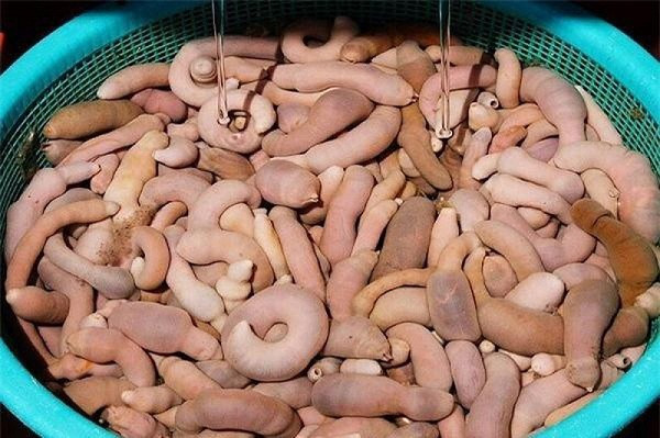 "Cá của quý" có thể sống tới 25 năm. Tập tính của chúng là đào những đường hầm hình chữ U dưới bùn hoặc cát và để cho những sinh vật khác dọn đến ở, cũng như để thoát hiểm và bẫy con mồi.