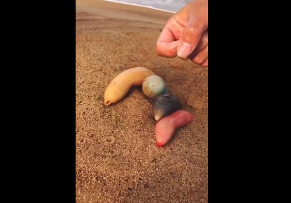 Video đăng tải trên Twitter cho thấy, 4 sinh vật kỳ lạ mang màu sắc khác nhau như hồng, xanh, đen, vàng nằm nửa người dưới cát, nửa người ngoi lên trên. Nhìn qua cứ ngỡ những miếng cao su hay đồ chơi.