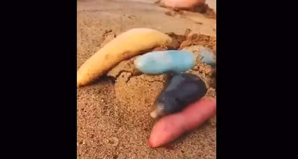 Mới đây, cộng đồng mạng truyền tay nhau video quay lại cảnh những con vật kỳ dị giống loài giun được phát hiện đang chui lên từ mặt cát tại California.