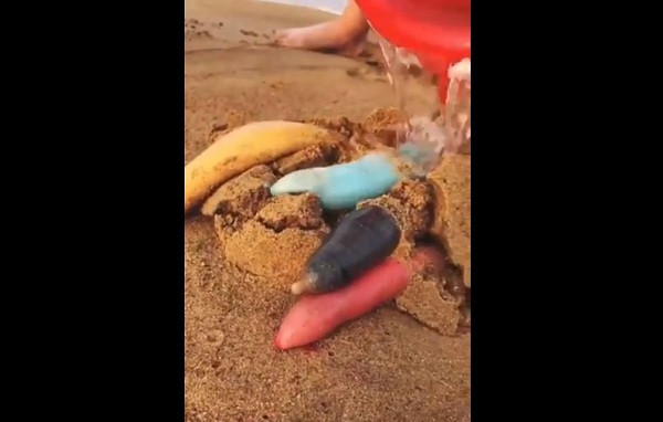 Chỉ đến khi gặp nước và bị con người tác động, chúng bắt đầu quằn quại, người ta mới biết đây là một sinh vật.