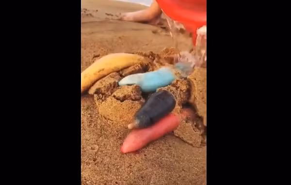 Chỉ đến khi gặp nước và bị con người tác động, chúng bắt đầu quằn quại, người ta mới biết đây là một sinh vật.